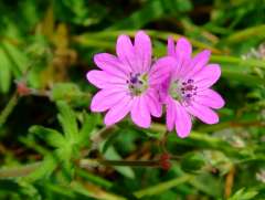 Geranium molle